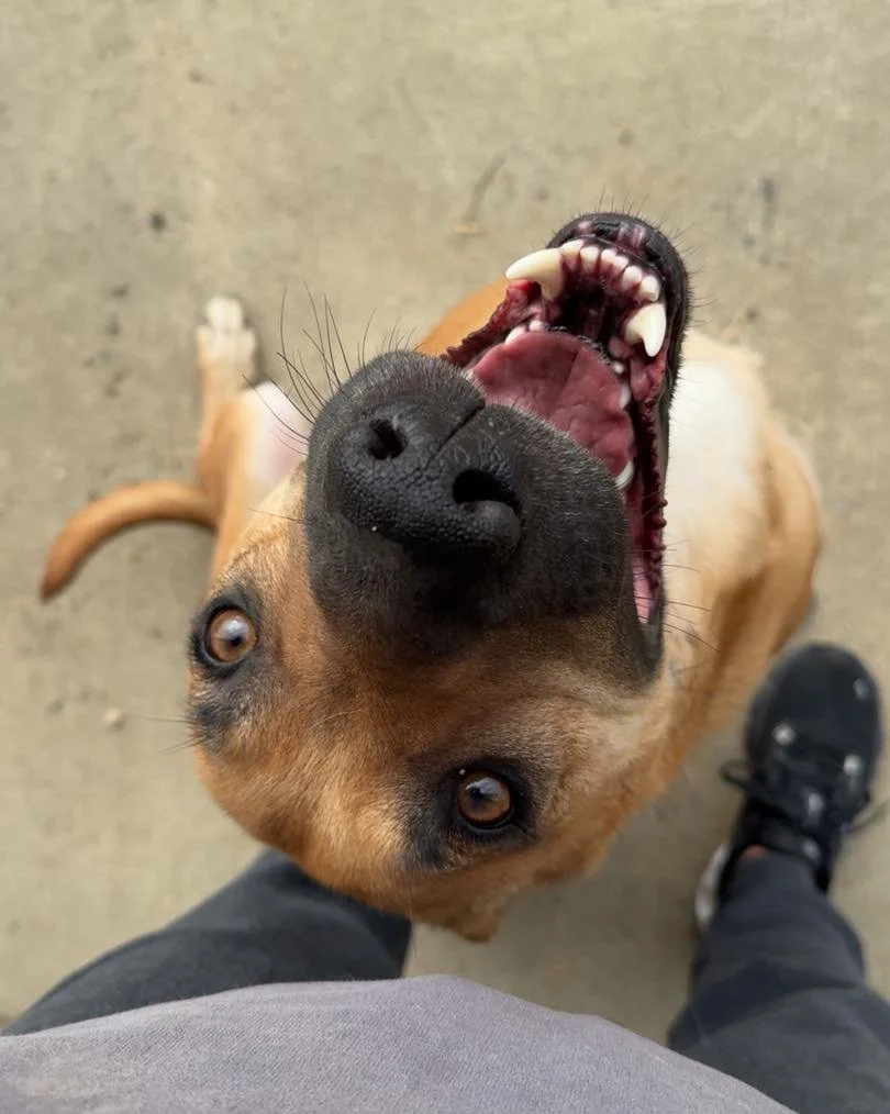 587123794_1414535707339535_1907616633496806155_n (1).jpg