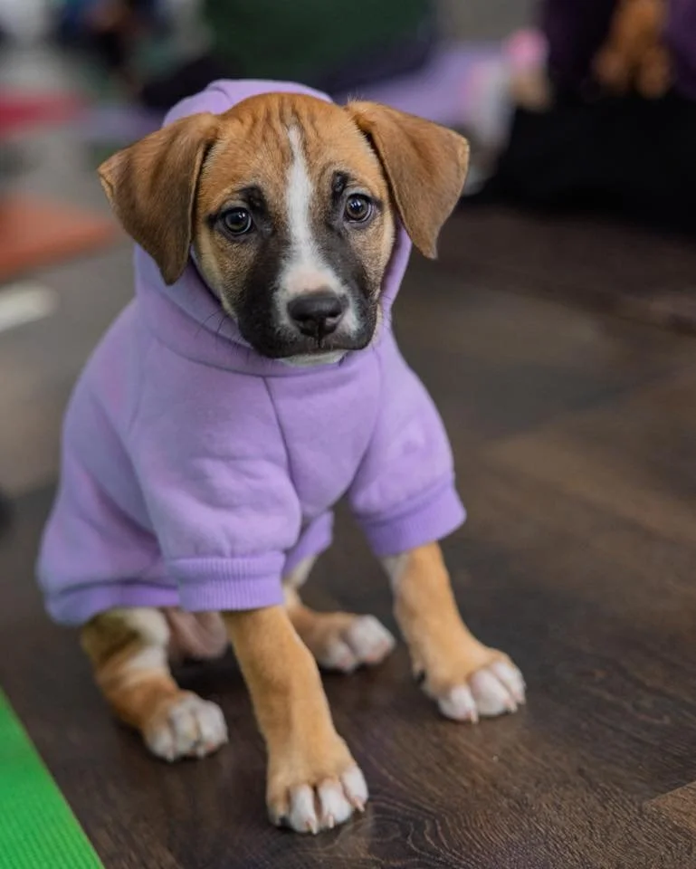 LAINEY-ADOPTION PENDING