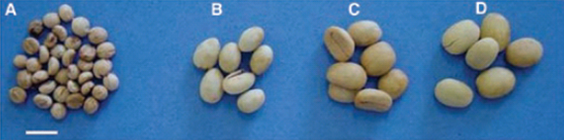 Figure 2 from Eira et al., 2006 Coffea seeds of different sizes. A- C. racemosa ; B- C. canephora ; C- C. arabica ; D- C. liberica . The bar corresponds to 1cm. Image used with permission from Coffee Seed Physiology, Braz J. Plant Physiol., 18(1):149-163, 2006