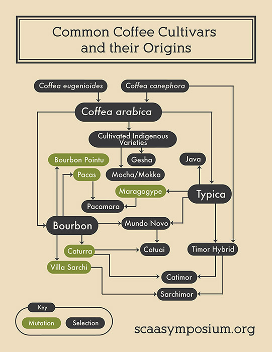 A Botanists Guide To Specialty Coffee Specialty Coffee Association