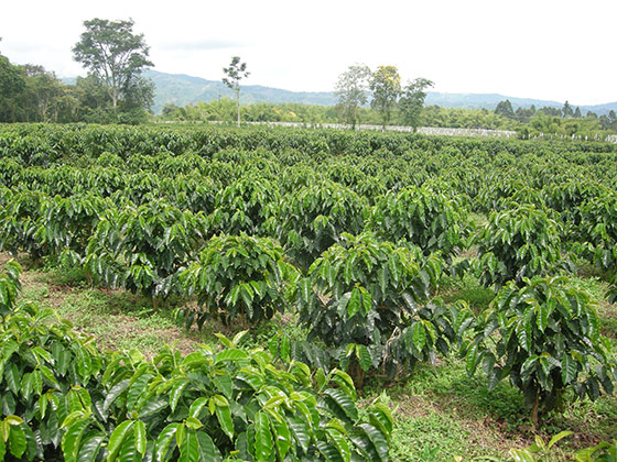 Coffee Plant Or Tree