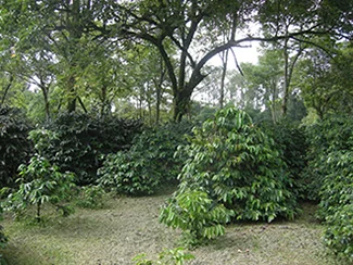 coffee-plants.jpg