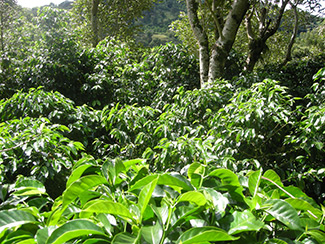 øst initial ifølge Coffee Plants of the World — Specialty Coffee Association