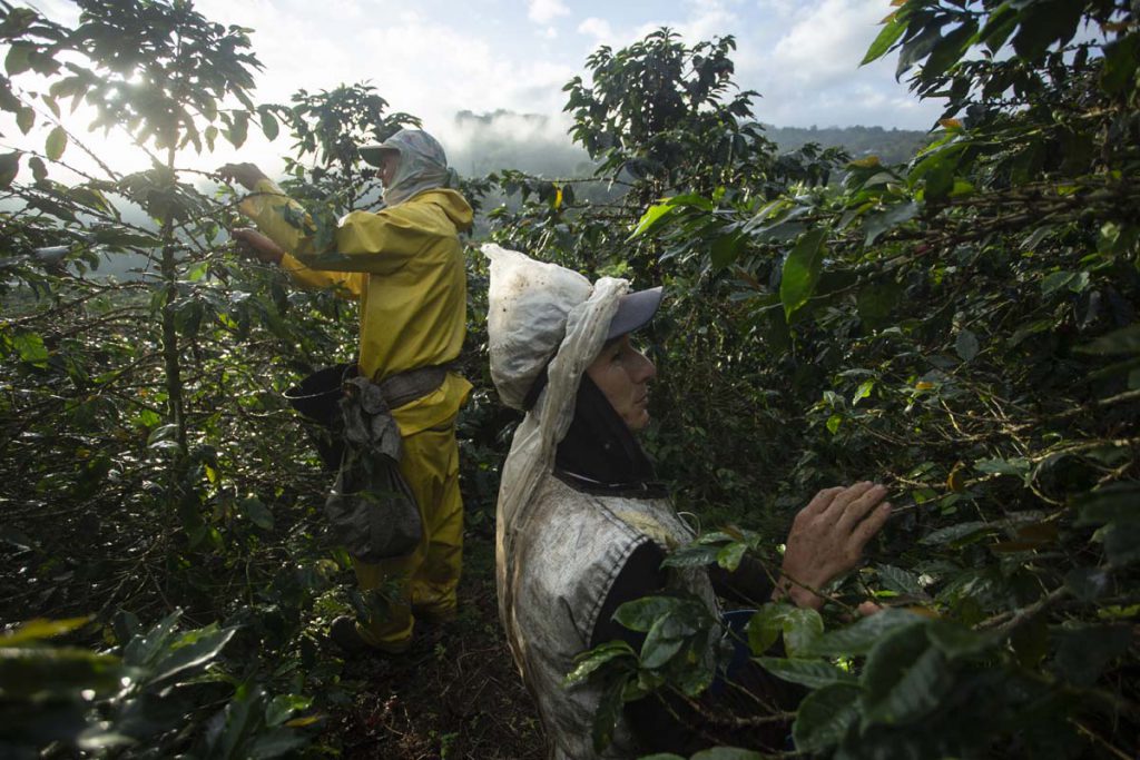 Robusta na Colômbia? País vizinho começa avaliar possibilidade e estima 80  mil hectares favoráveis para cultivo - Revista Cafeicultura