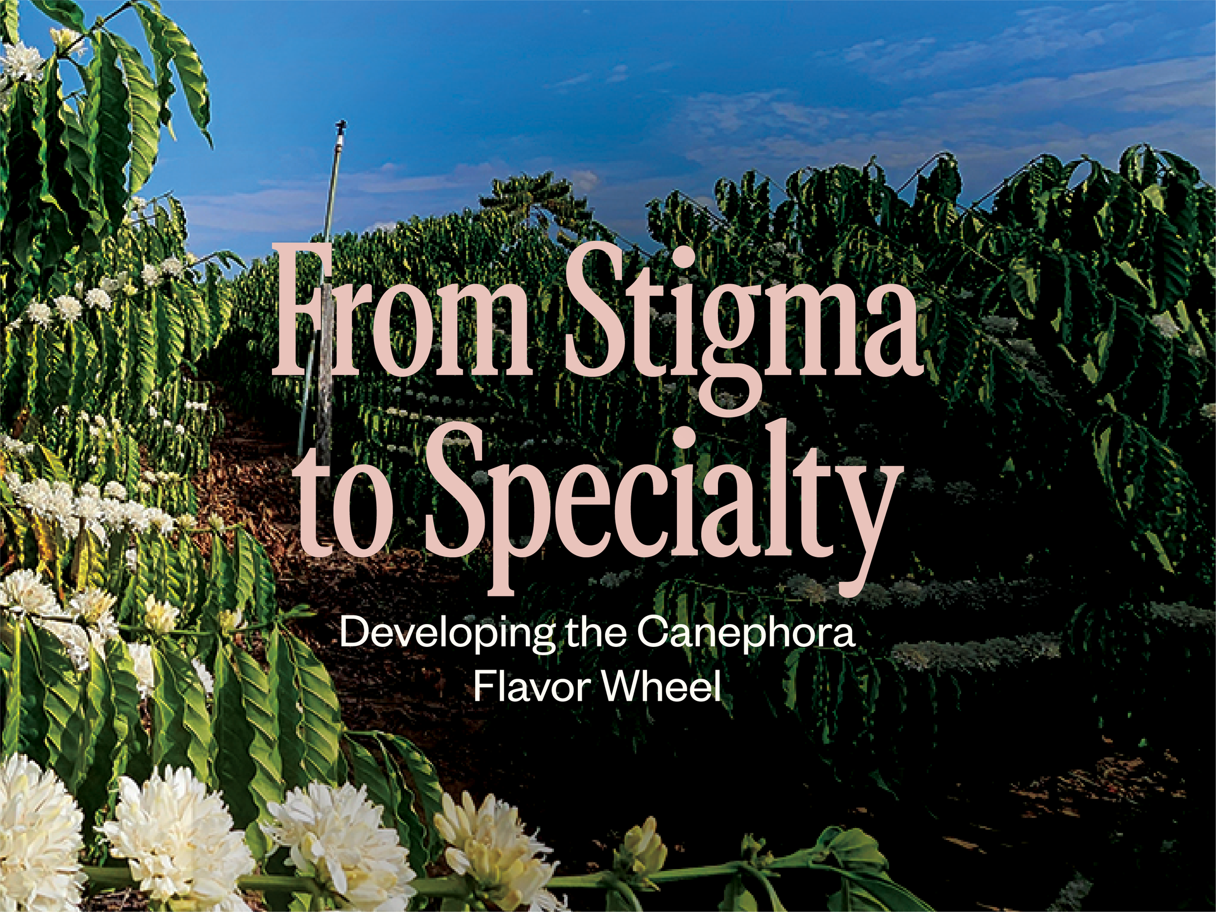 From Stigma to Specialty: Developing the Canephora Flavor Wheel | 25, Issue 25