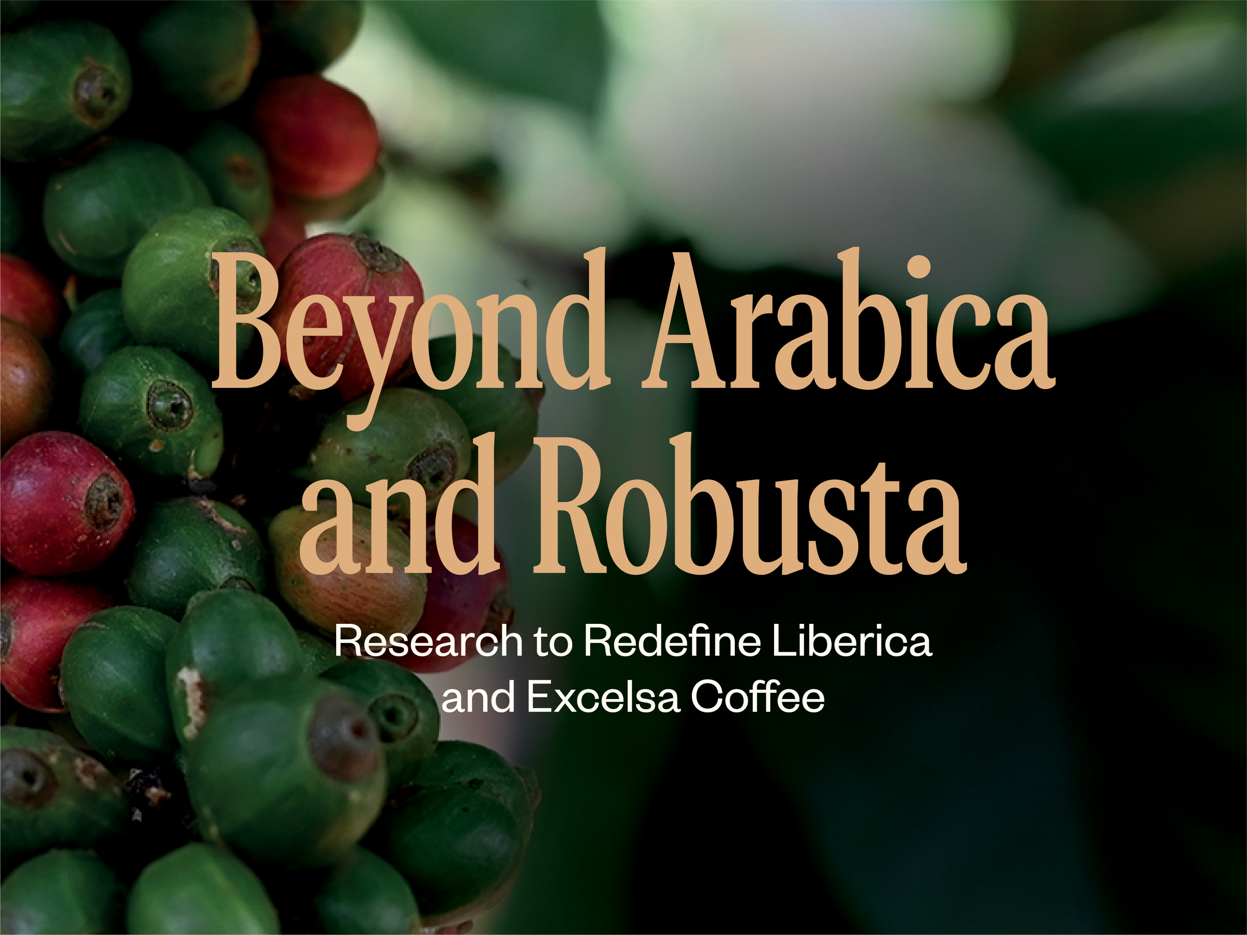 Beyond Arabica and Robusta: Research to Redefine Liberica and Excelsa Coffee | 25, Issue 25