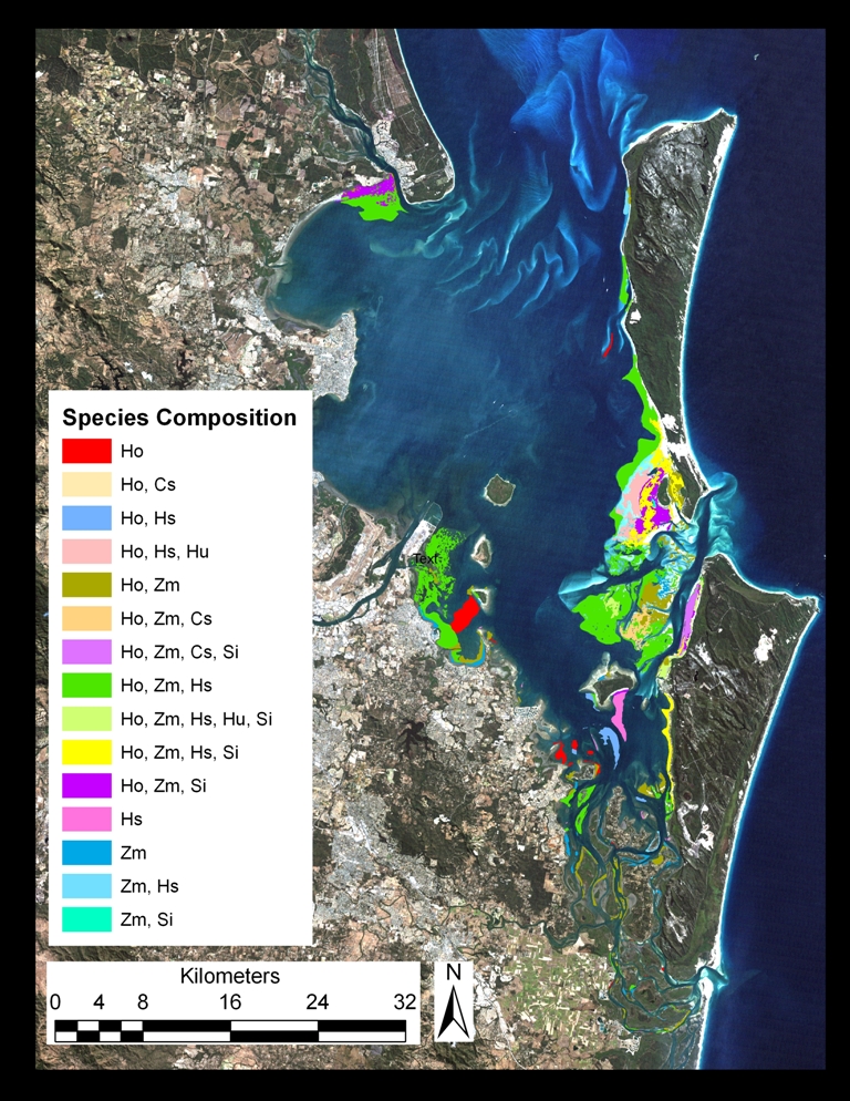 moreton bay seagrass species