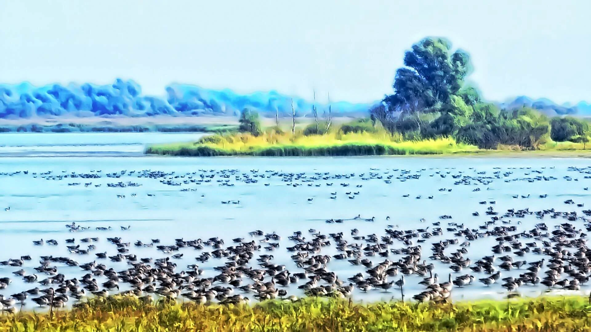 Coastal Birds