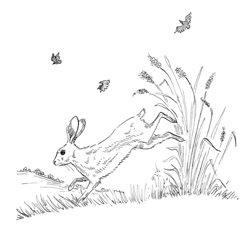KJennings-SilverWellHare.jpg