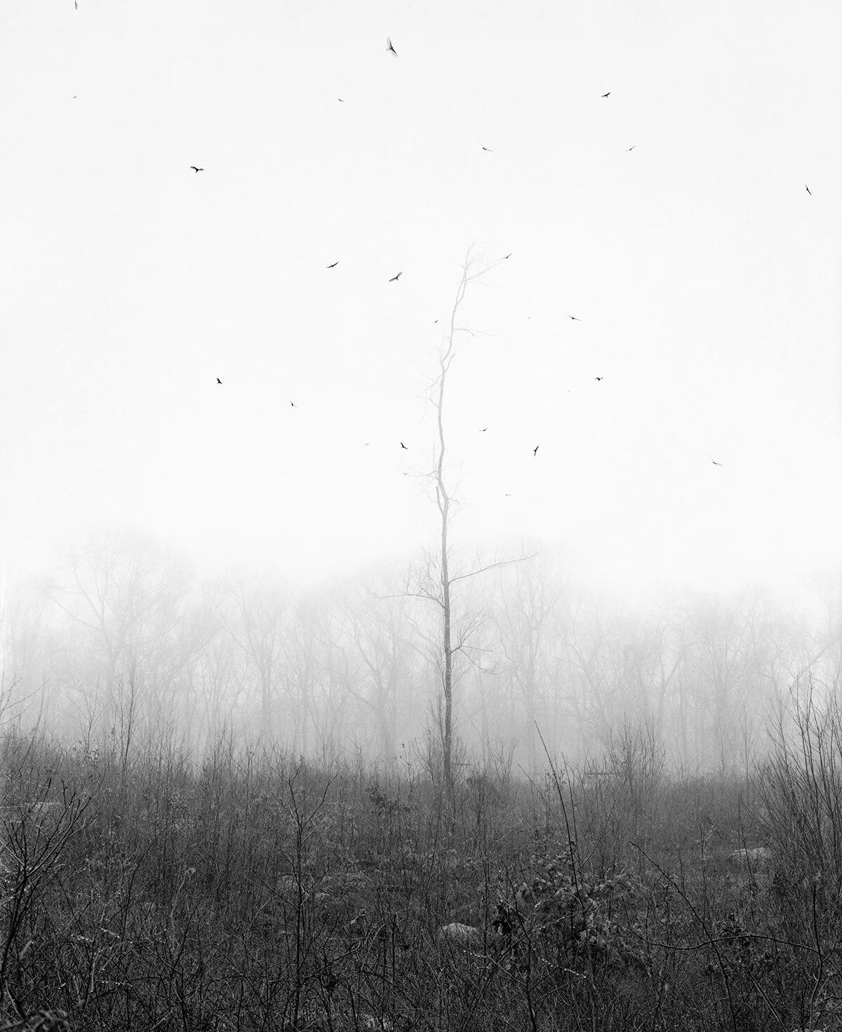 ghost_tree_hill.jpg