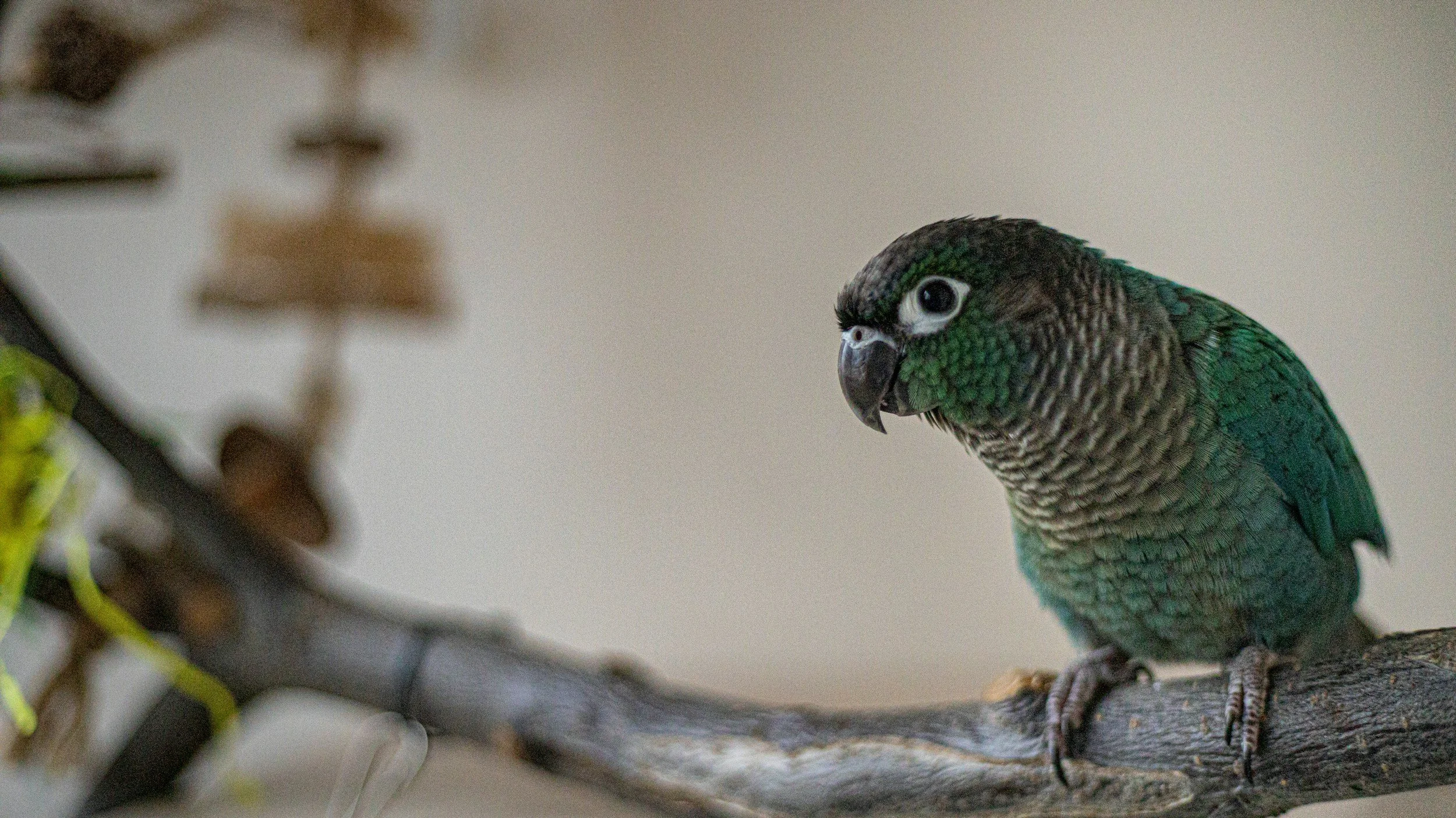 Pet Parakeet after animal communication session