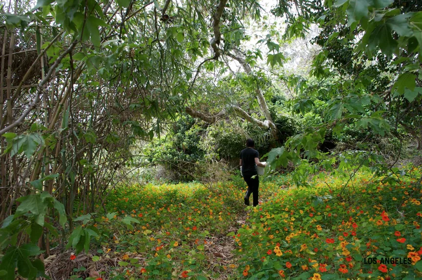 Nature Project 2009 - 2018
