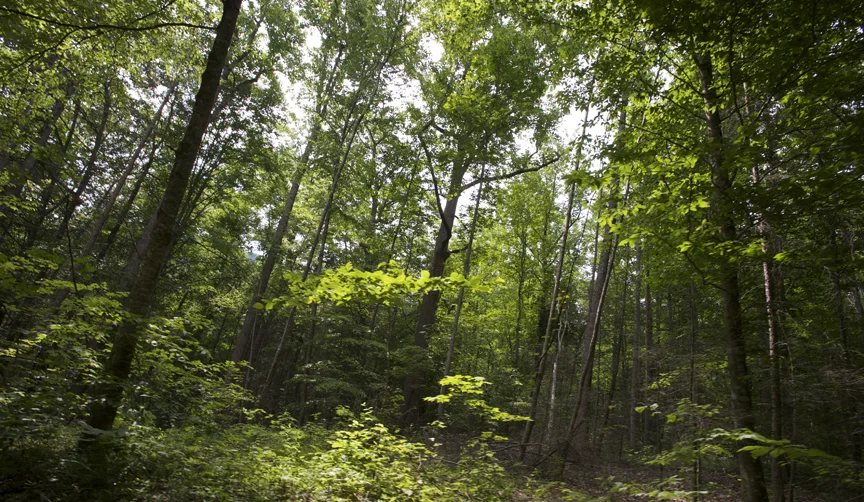 Nature Project 2009 - 2018