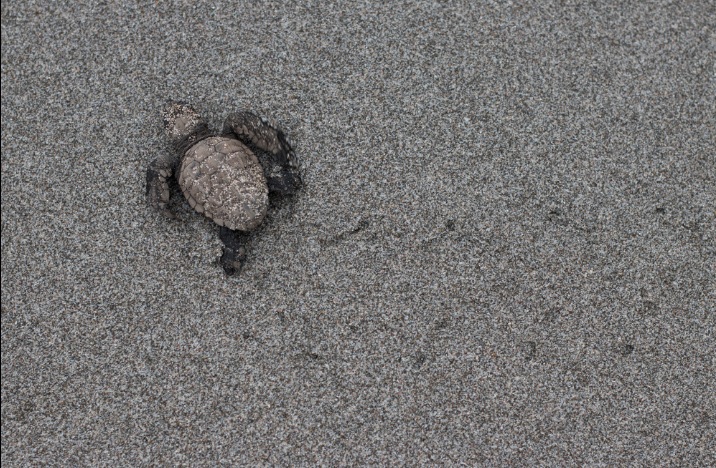 A baby sea turtle makes its way across the beach in Costa Rica. PHOTO: Paul Esposti 