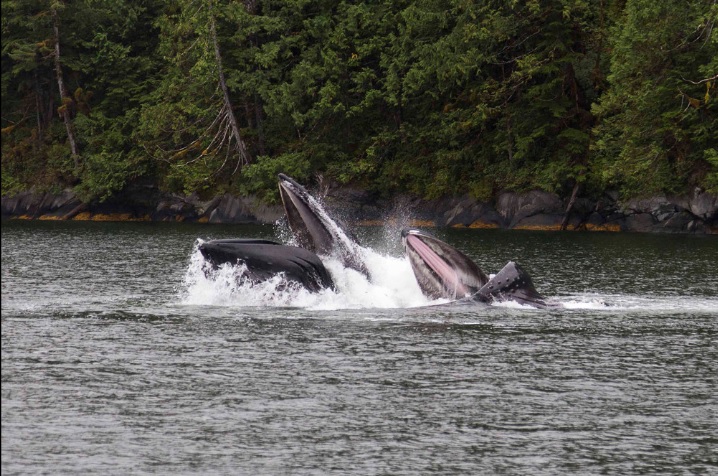 Whales surface in northern British Columbia during Esposti's trip with Nicklen and Mittermeier. PHOTO: Paul Esposti 