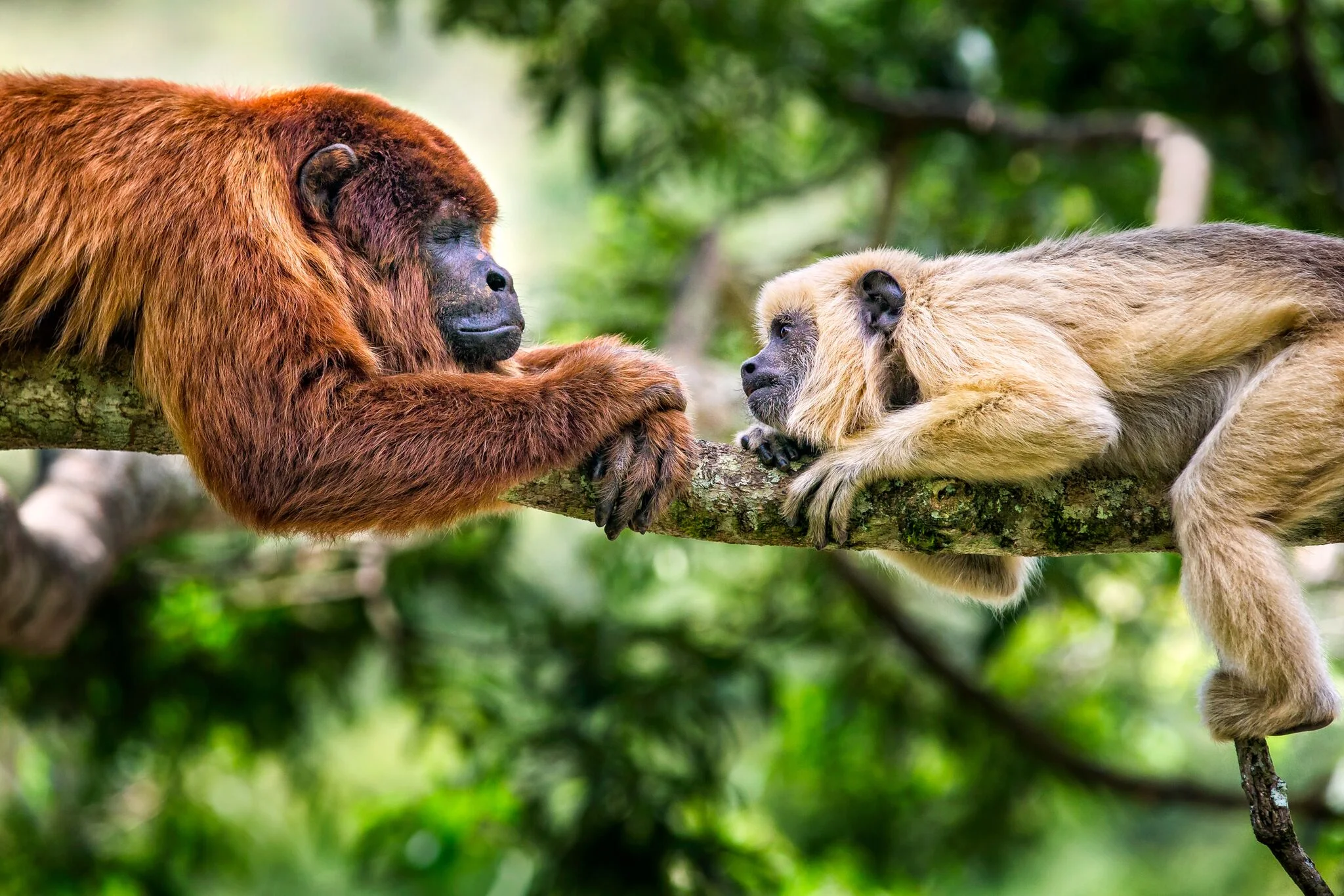 Second chances for Bolivia's animal trafficking survivors