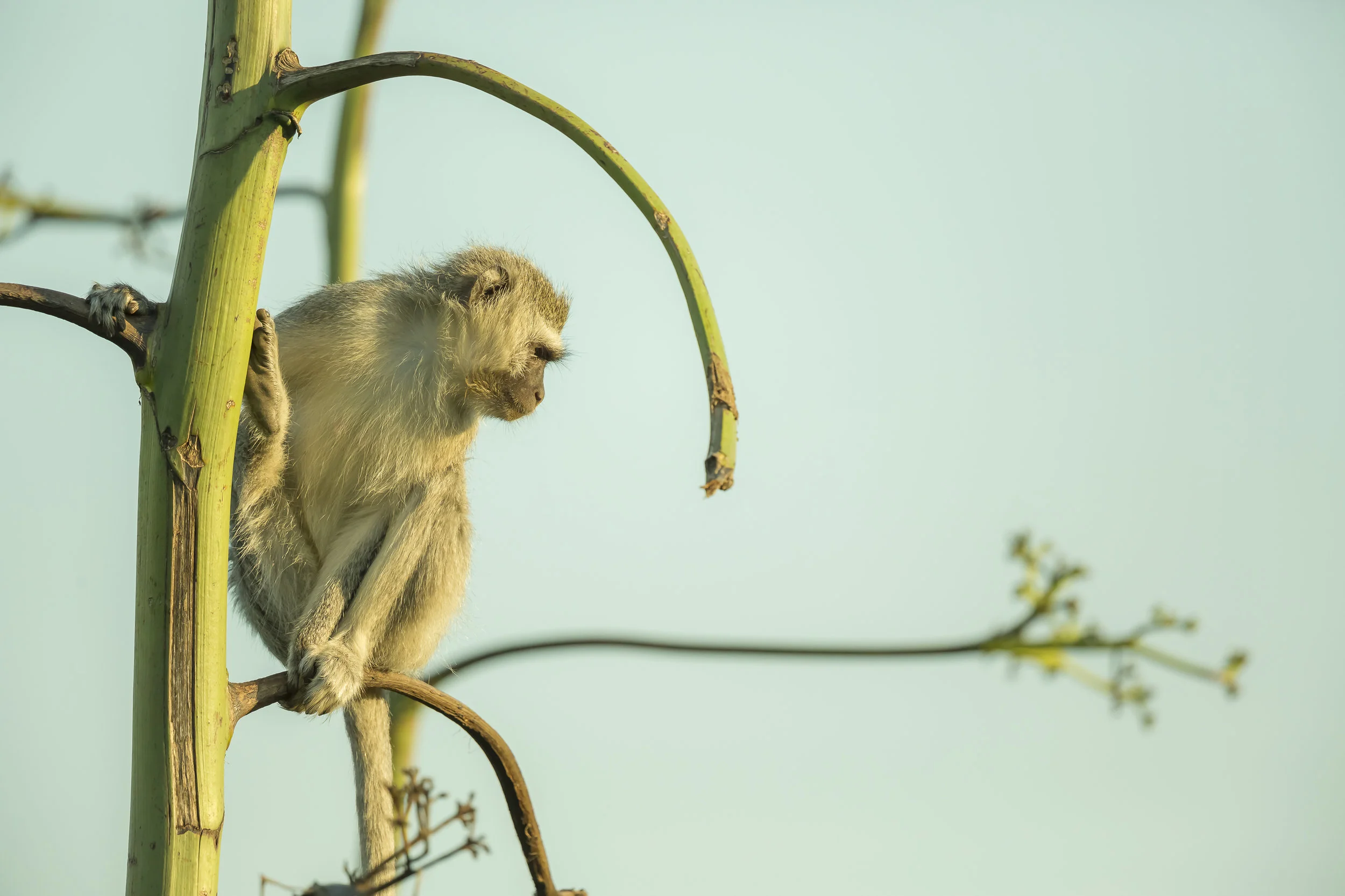 Monkeys-92.jpg