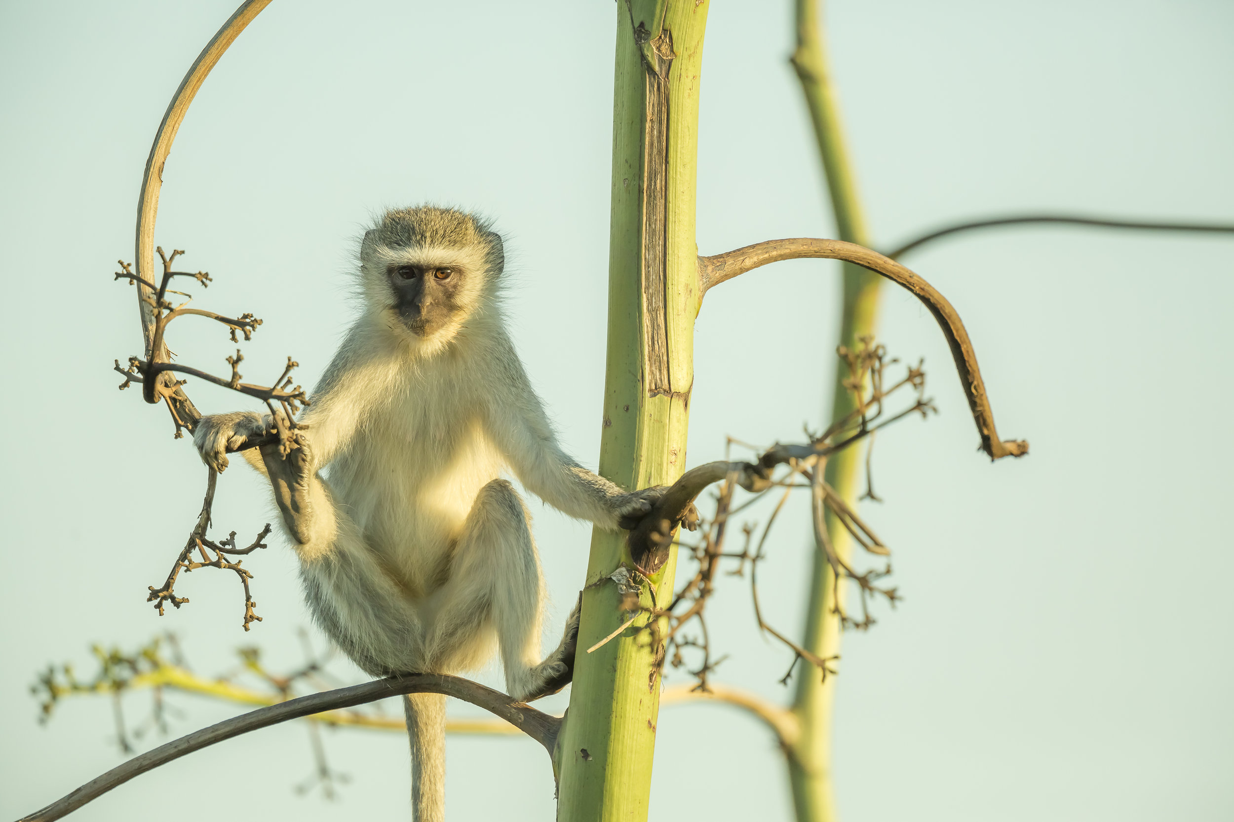 Vervet Monkey