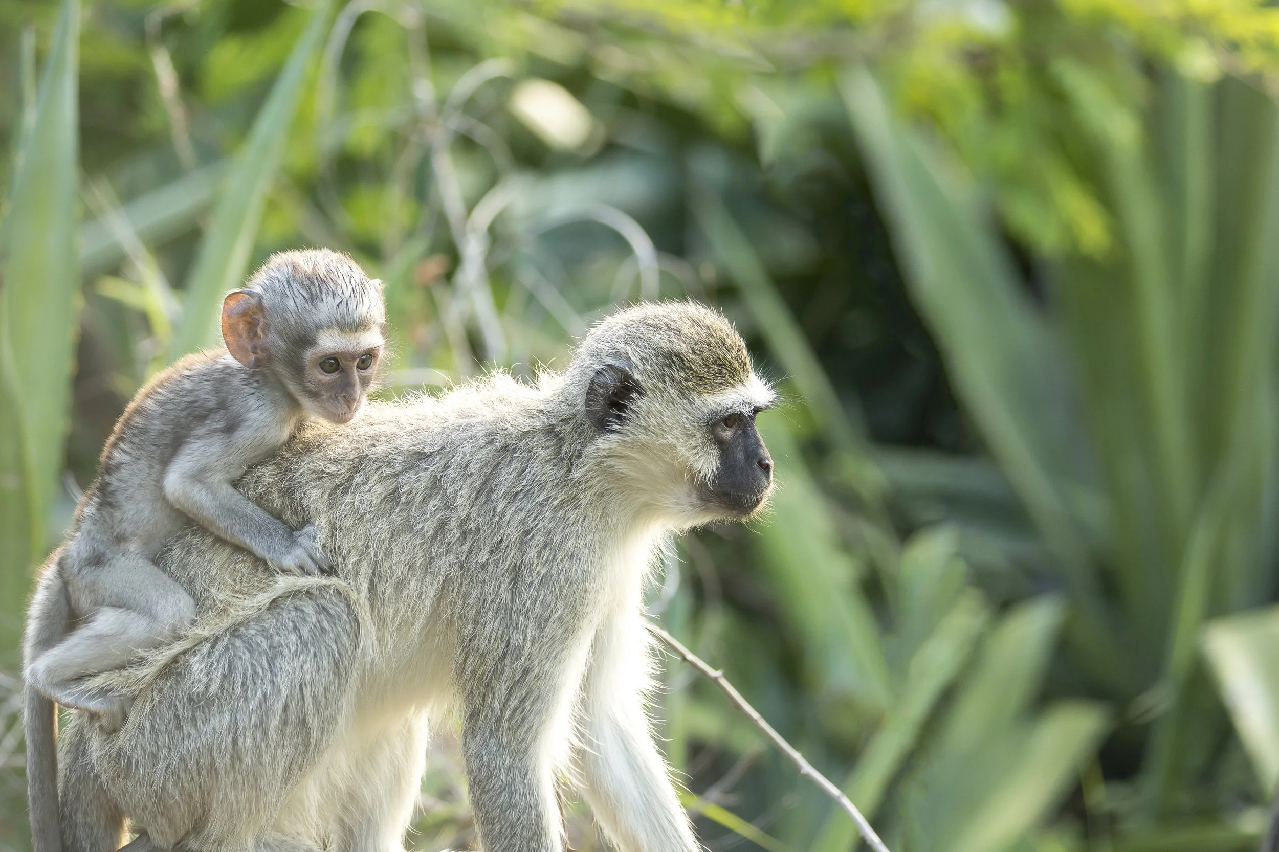 Monkeys-1.jpg