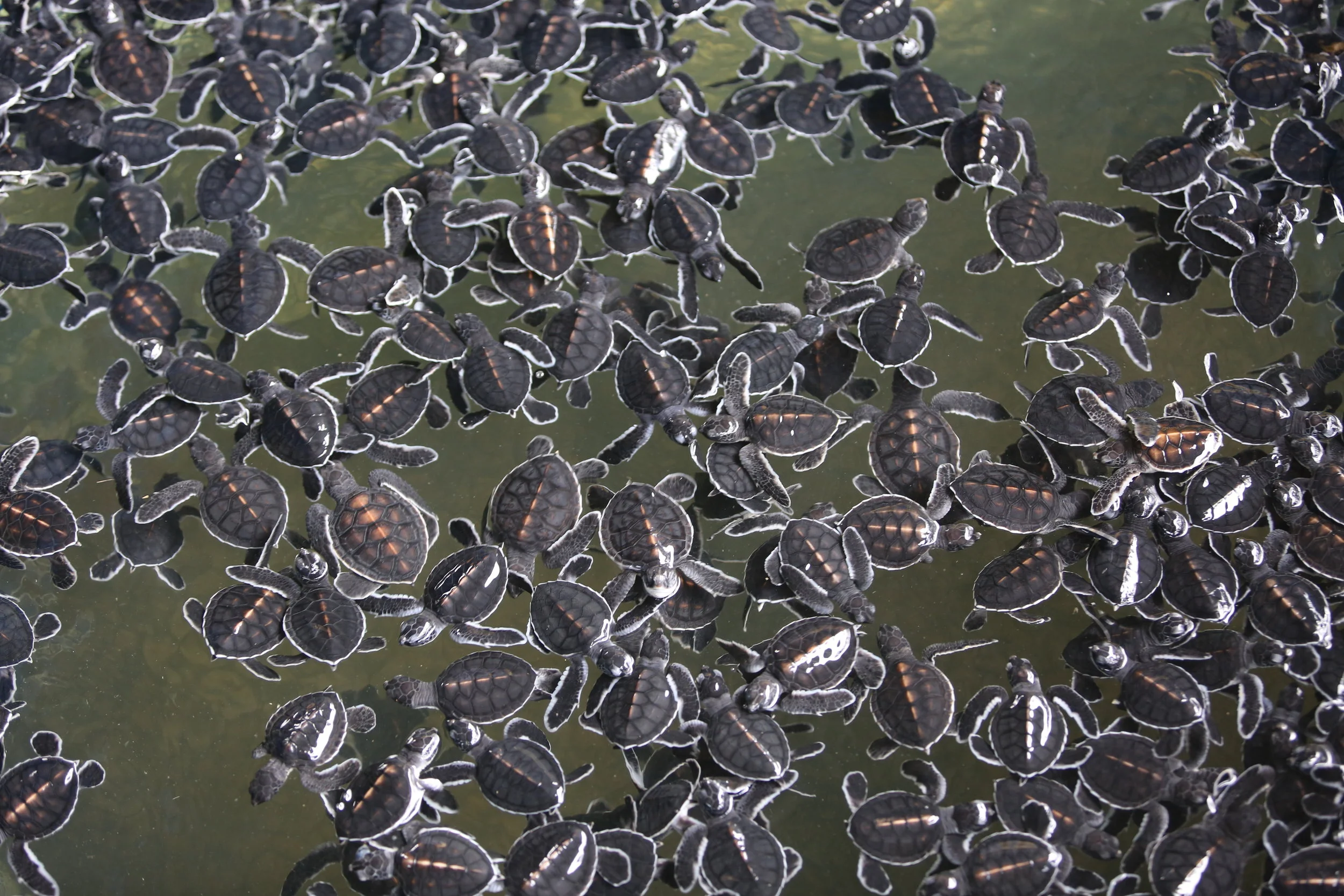 Young terrapin turtles are being spotted in East Malaysian rivers for the first time in decades: here's why