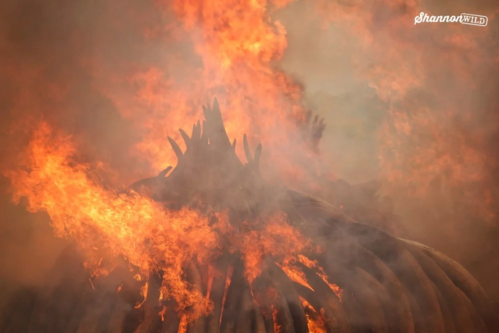 PWB Archives: The night Kenya set fire to $172 million dollars worth of illegal ivory