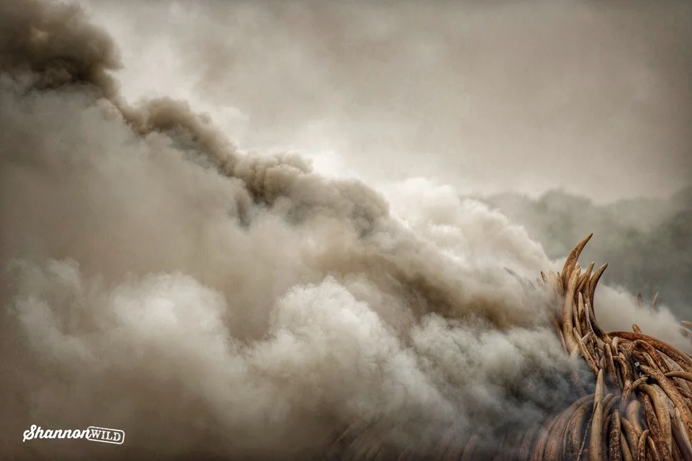 PHOTO: Shannon Wild