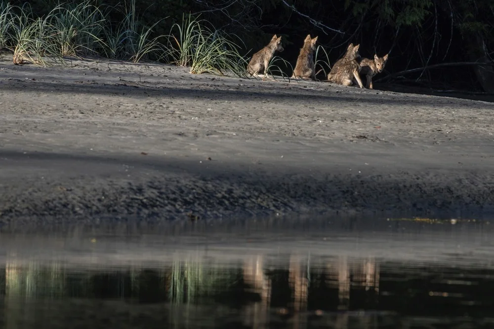 YOUNG WOLF CUBS REFLECTED OFFSHORE. PHOTO: CRISTINA MITTERMEIER