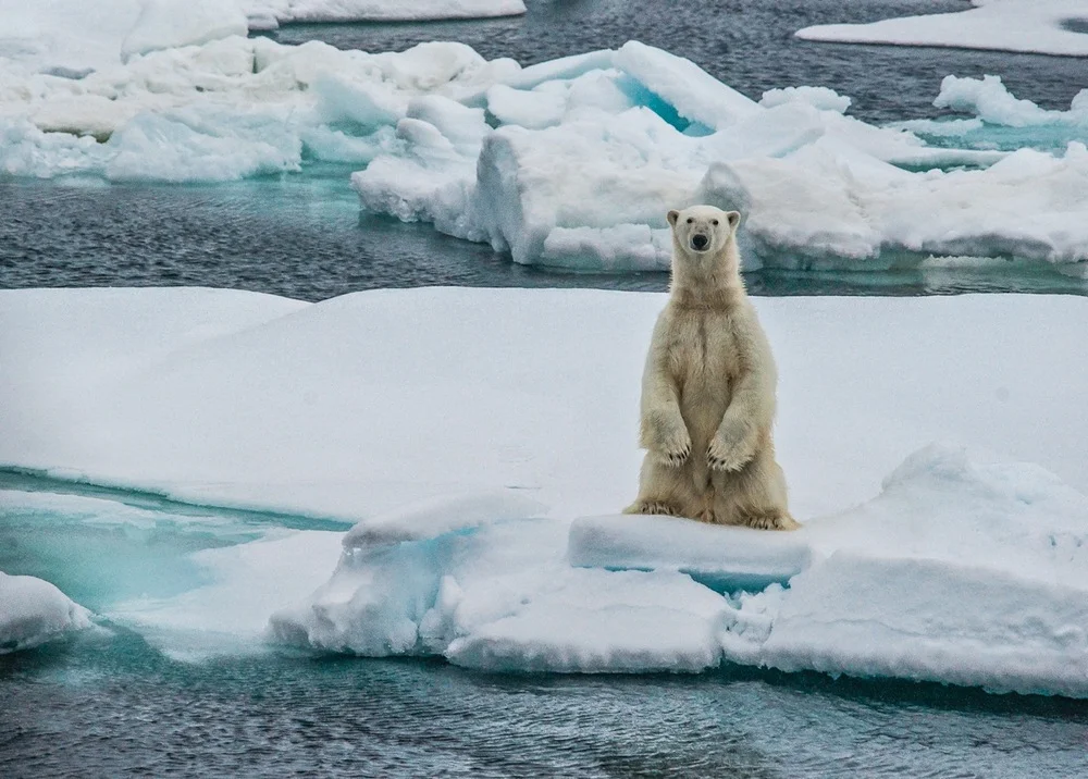 A POLAR BEAR STARES OUT ACROSS AN ICE FLOE IN THE ARCTIC. PHOTO: CRISTINA MITTERMEIER