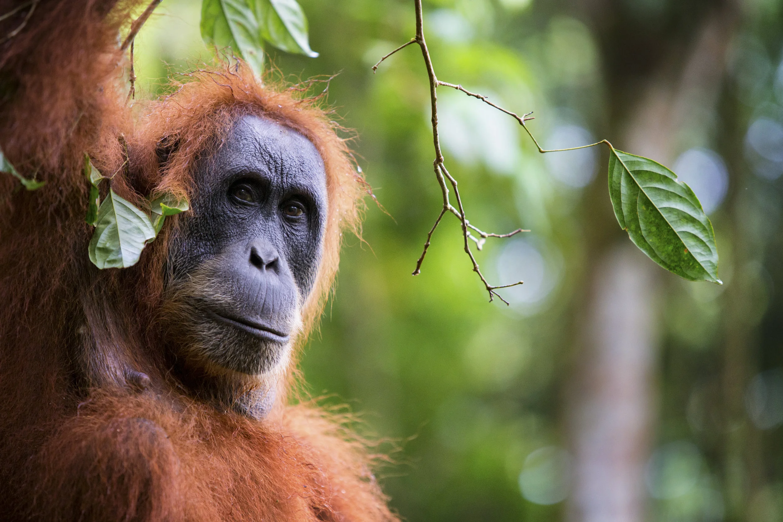 Sumatra is the only location on the planet where apes, rhinos, tigers, and elephants can all be found in the same place. PHOTO: Matt Stirn
