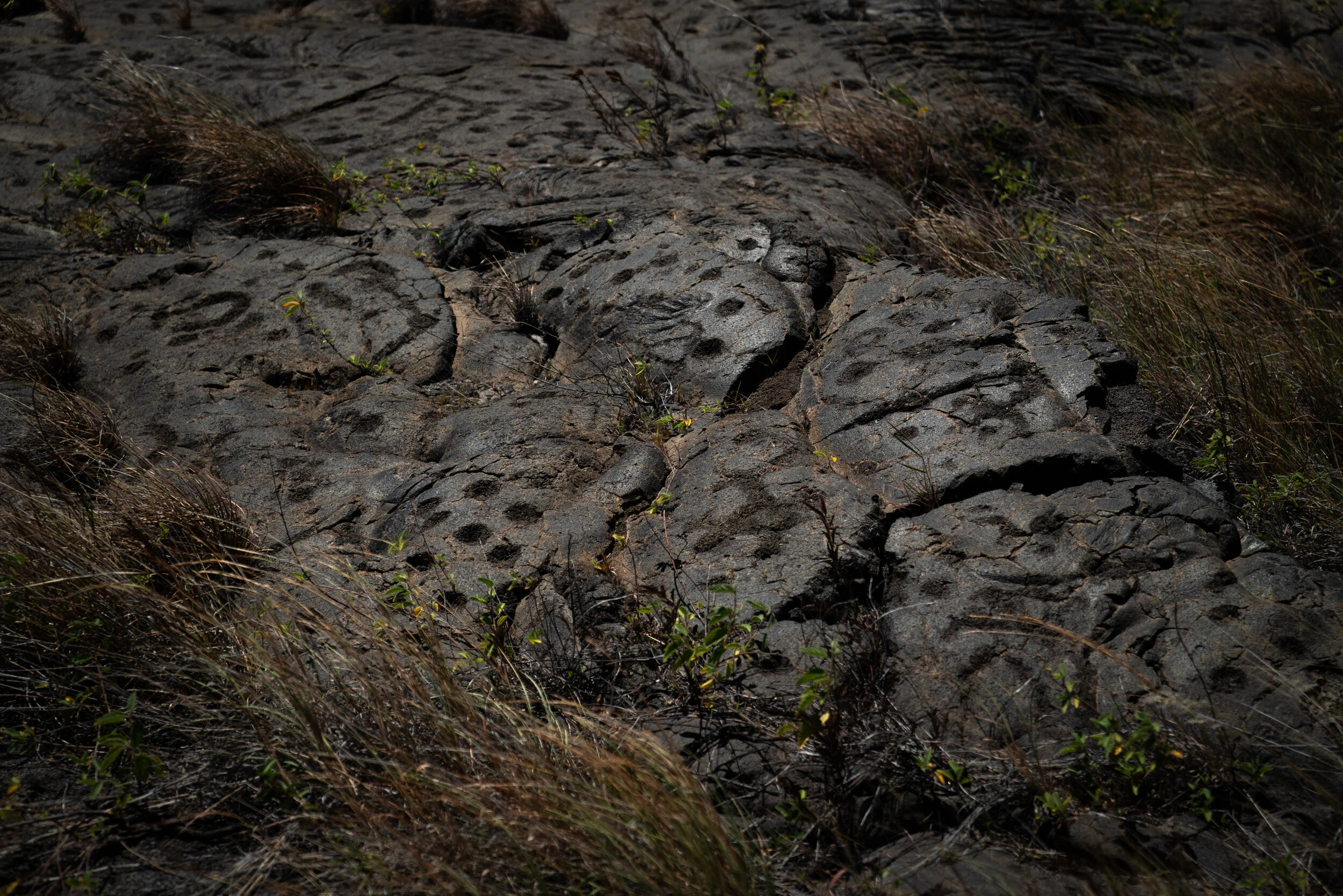 Sacred petroglyphs. The hole-like markings indicate ancestral places where the “piko” or umbilical cords of newborns were buried. This practice is still carried on today on Mauna Kea.