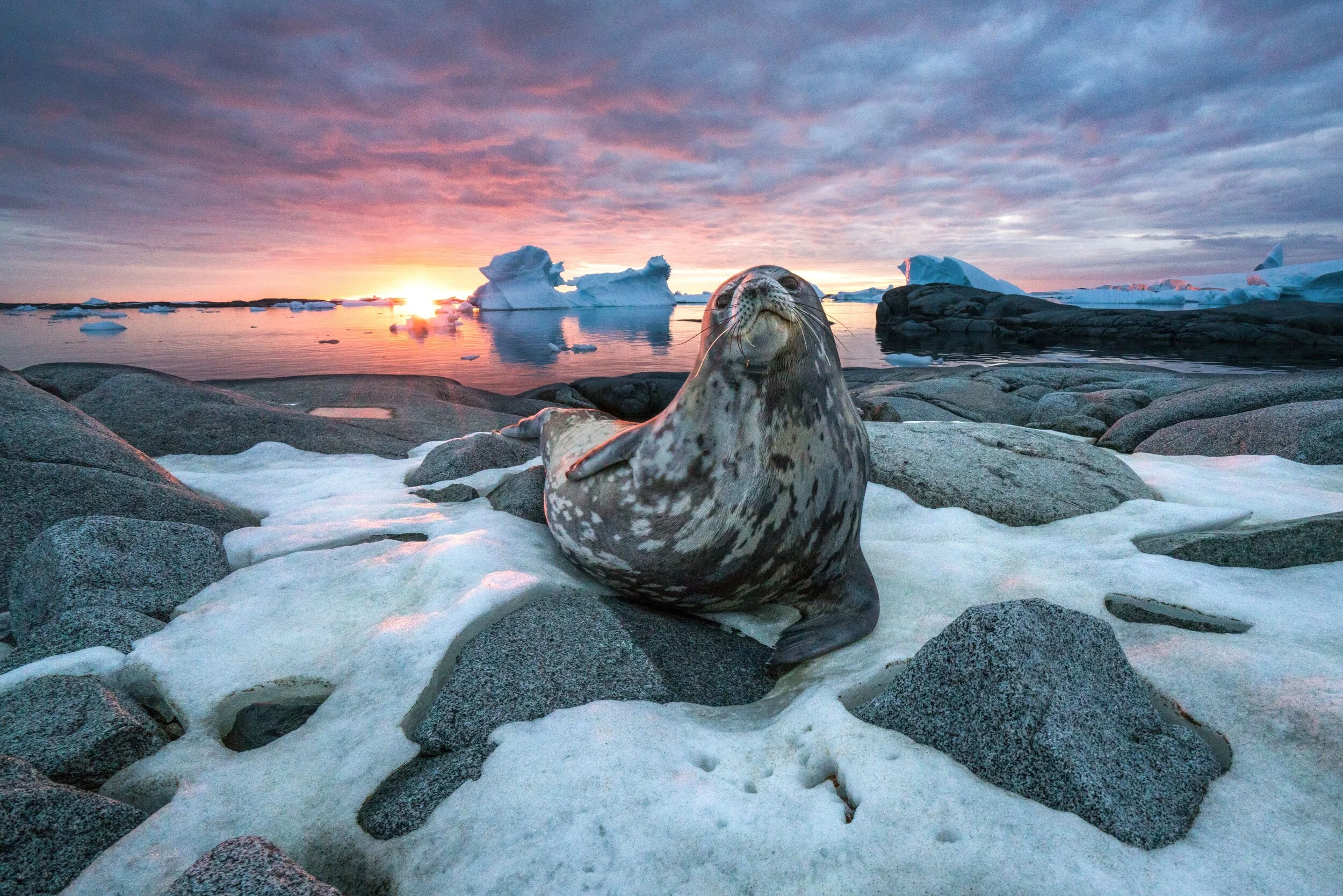 Andy Mann's Winding Journey to Conservation Photography