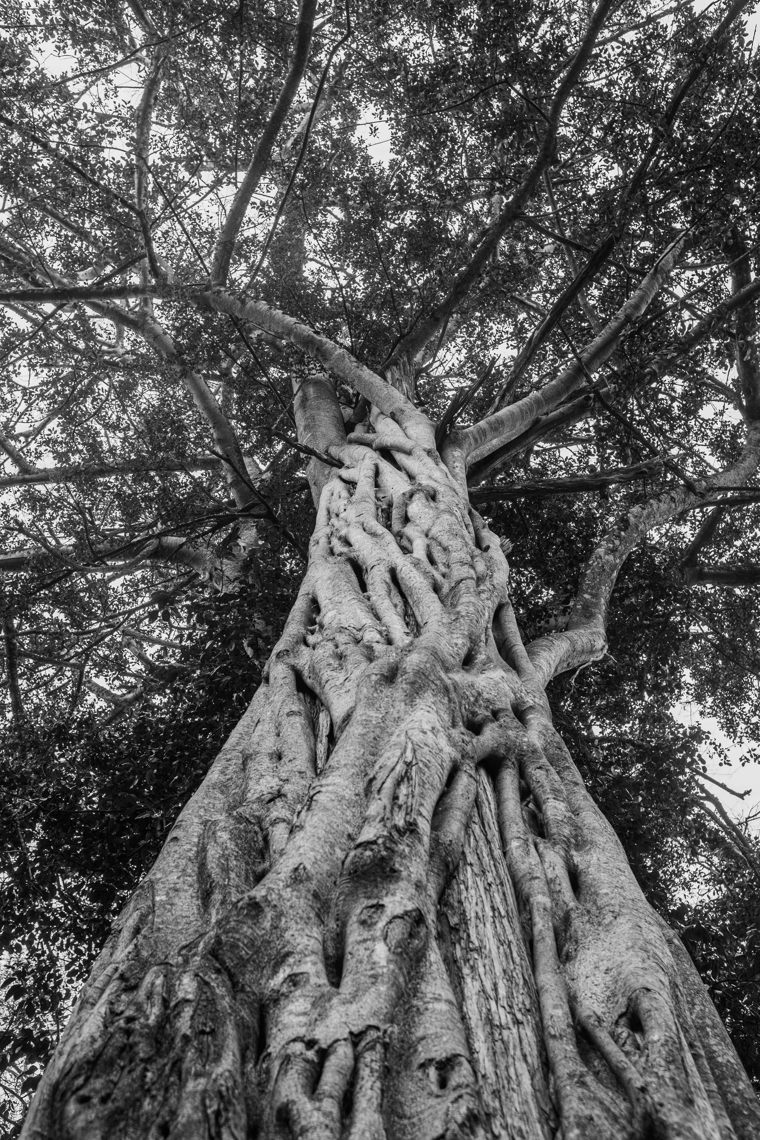  A tree, known as Orititi in Maa langauge, is considered a blessed tree for the Maasai. There are fewer than 10 such trees left in Mukugodo forest. Traditionally, the tribe would gather around this tree, pray and slaughter goats to seek blessings. La