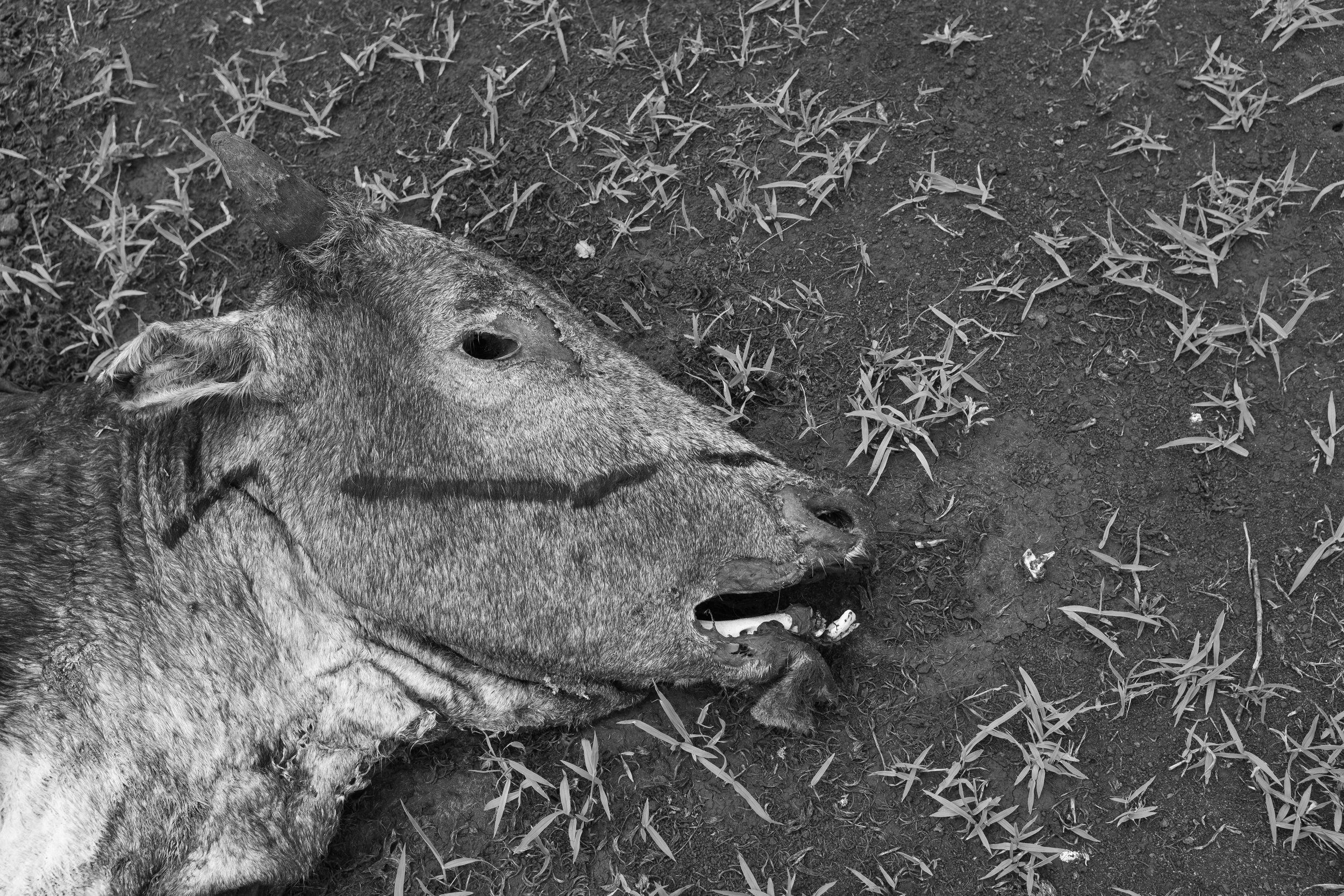  A dead Samburu cow. Due to long drought, cows grow weaker and are unable to cope with sudden bouts of rain and cold weather. Even with the newly available grass, they die in increasingly significant numbers every year as the dry seasons turns into l
