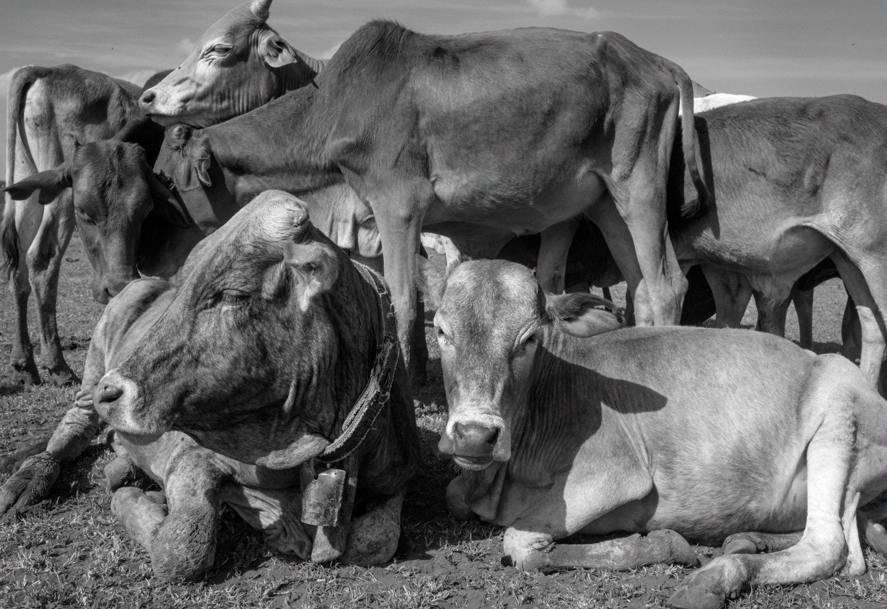  Young cows rest after grazing Mukogodo forest, Laikipia county, Kenya. 