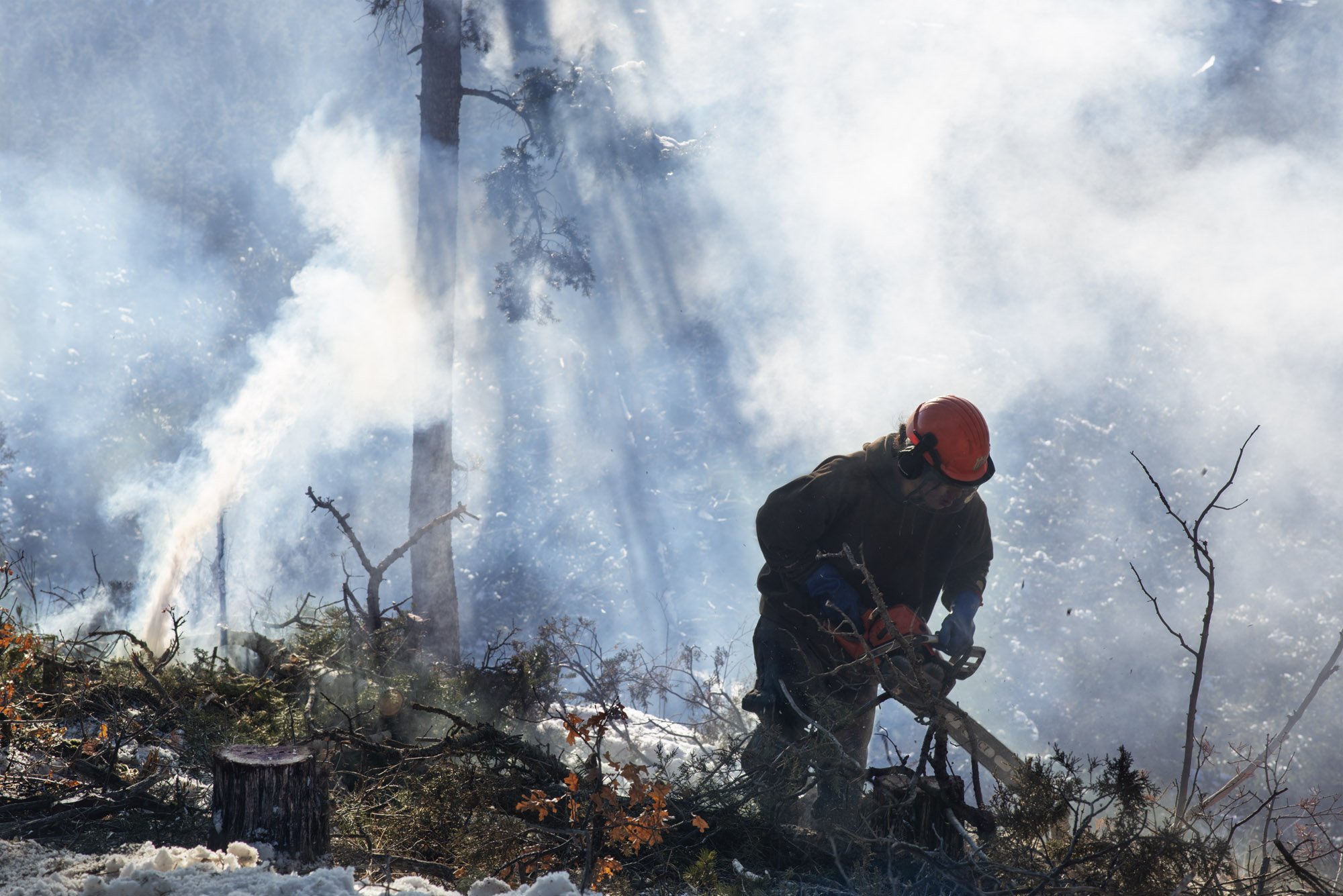   Angelo “Smoke” Romero from Taos Pueblo cuts branches from a felled pine.  