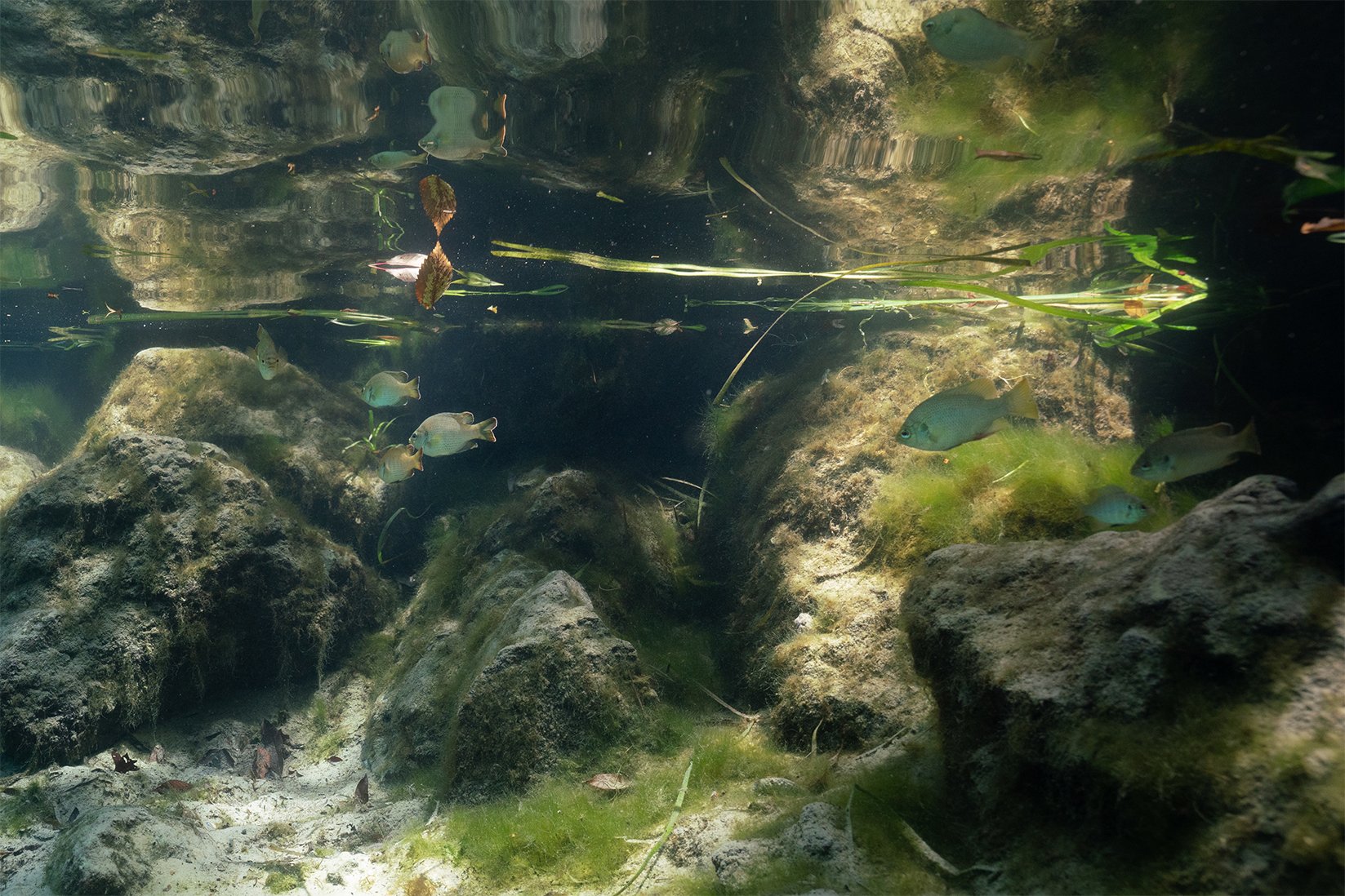   Fish swimming in Three Sisters Spring over algae covered rocks. A look into a spring before winter comes and this spring becomes filled with up to 500 manatee to keep warm in the 72 degree water when the river temperatures drop in winter.  