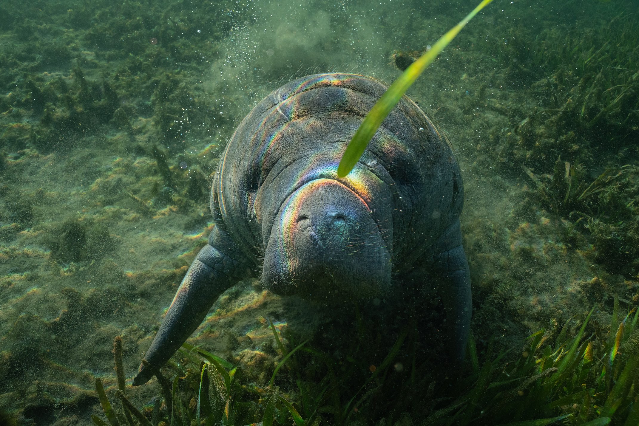   Shortly after slipping into the water this baby manatee swam straight up to me and put its face up to my face and the moment that I looked into its eyes I knew that I was in the right place doing exactly what I’m supposed to be doing. Then the unex