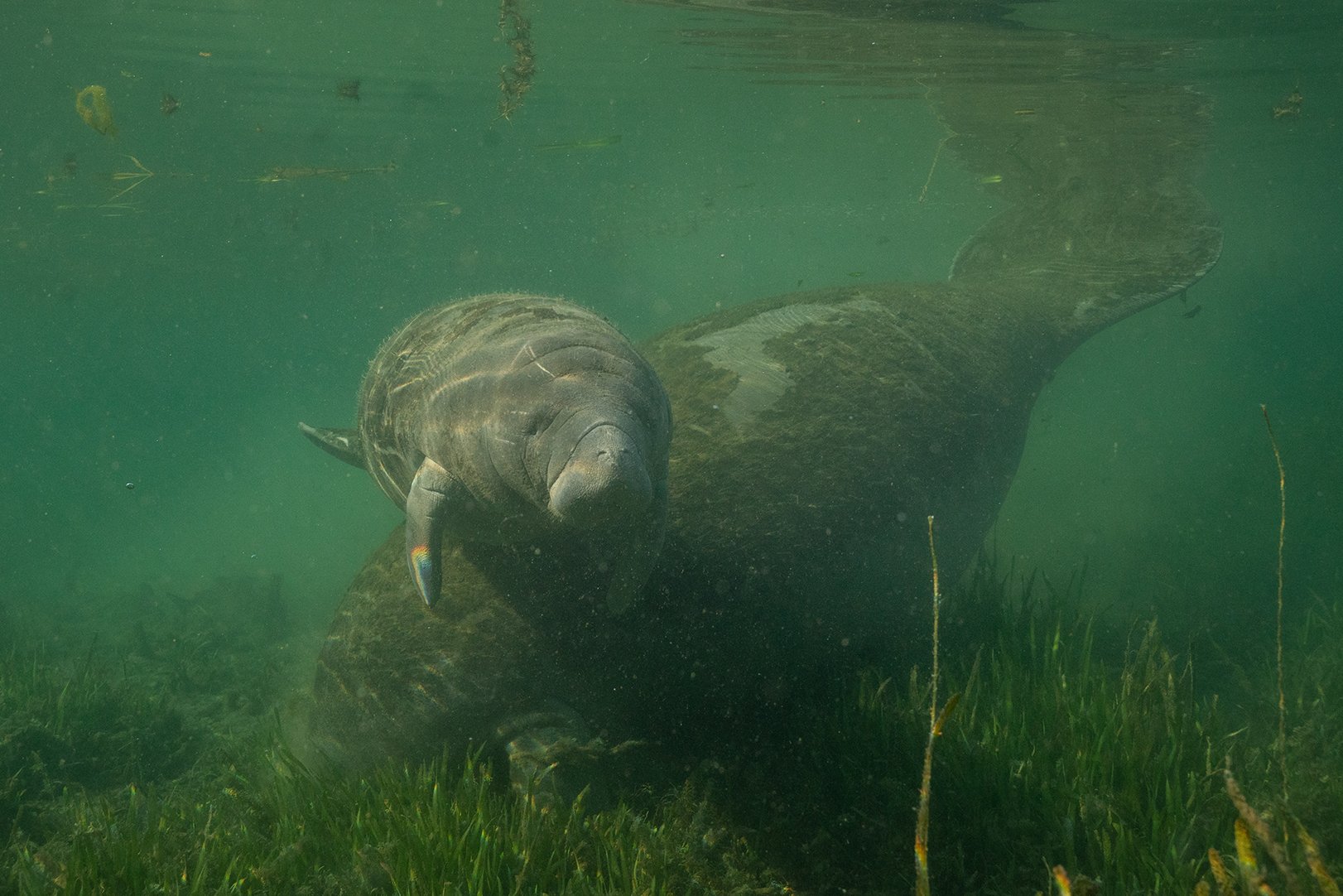   A moment between a very sweet manatee calf and its mother feeding on the eel grass at the bottom of crystal river. This moment was created just 20 feet from the lyngba covered dying grass.  