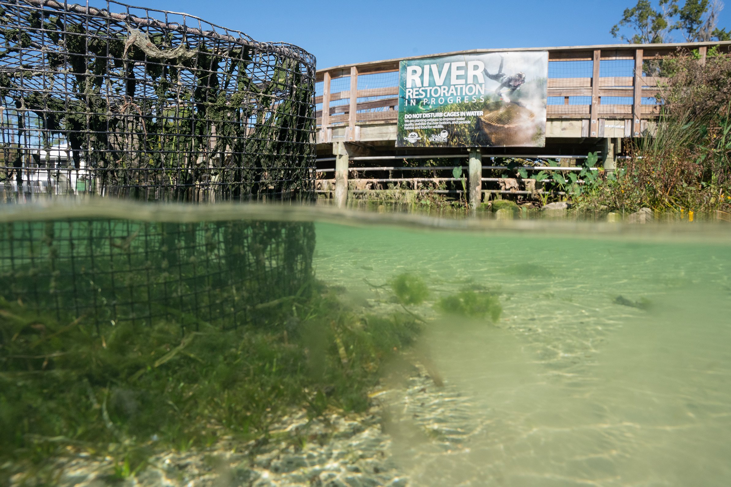   All over Crystal River there are these mysterious cages protecting eel grass until it is mature enough to stand on its own. This is one of the primary food sources for manatee.    These are planted by the everyday protectors at “Sea and Shoreline,”