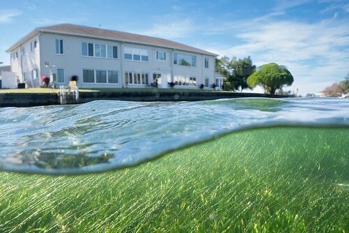 (1/3) This is what healthy eel grass, one of the primary food sources for manatee, looks like. These are planted by the everyday protectors at @seaandshoreline, a local restoration initiative that has been working with a community of residents from &