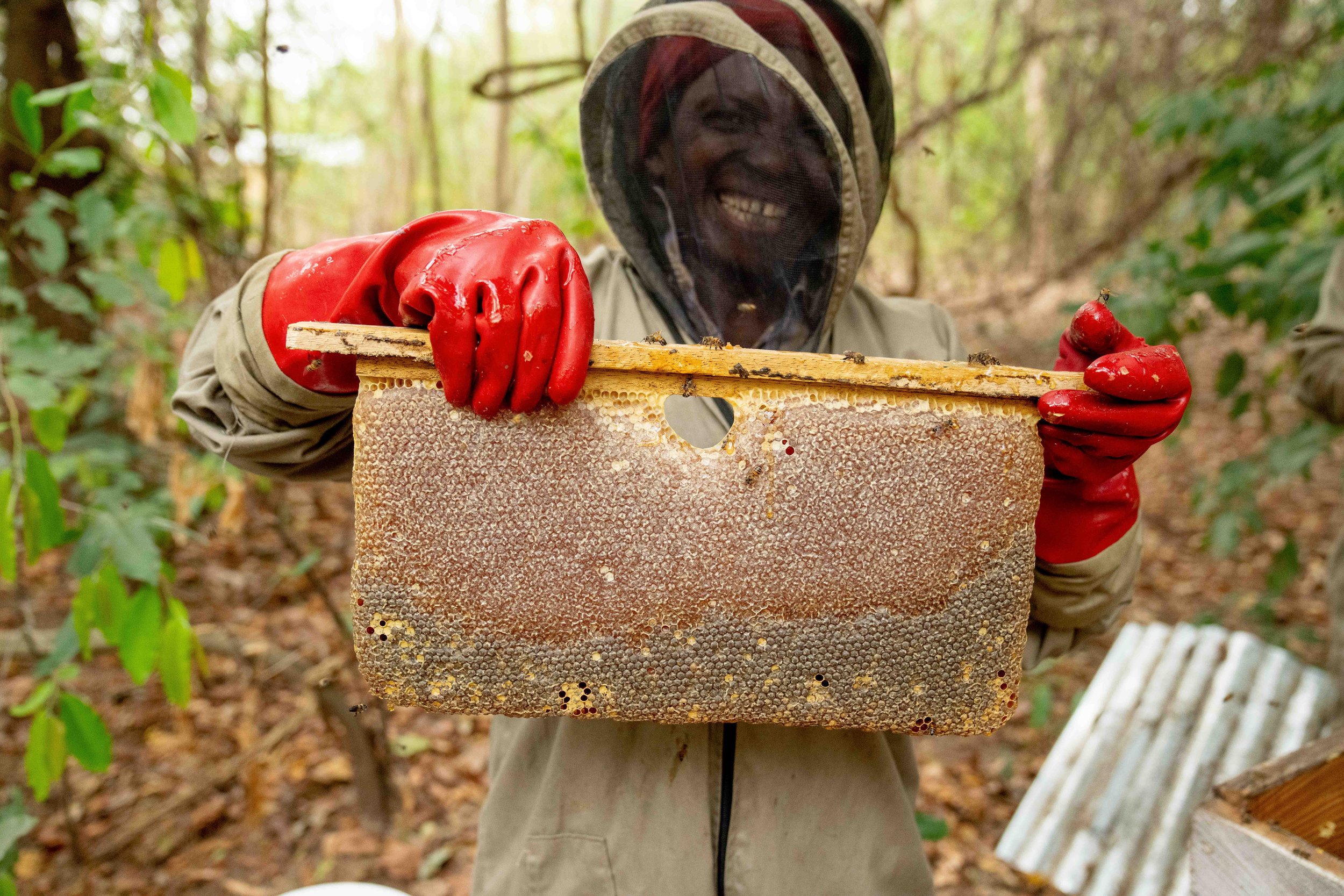  This women's group of new bee keepers in Afram Plains successfully harvest their first season.  