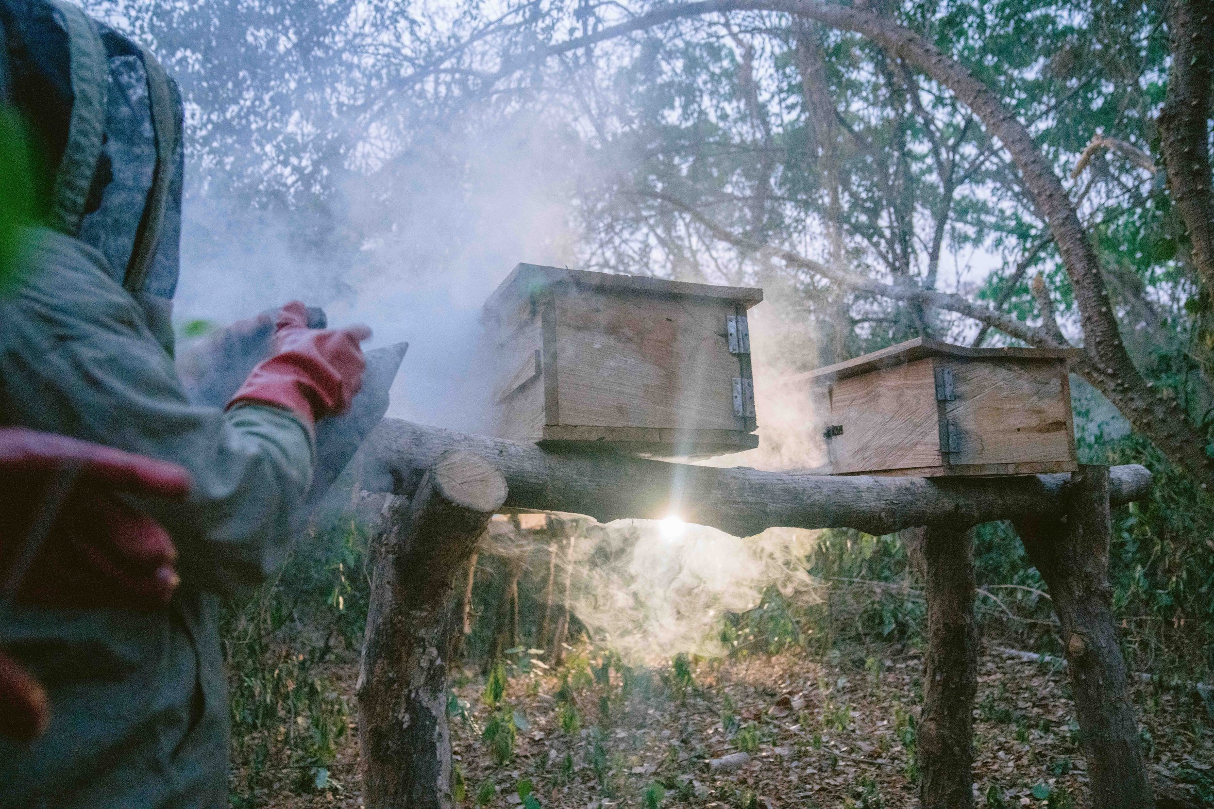  The women smoke the hives to calm the bees before harvesting. 