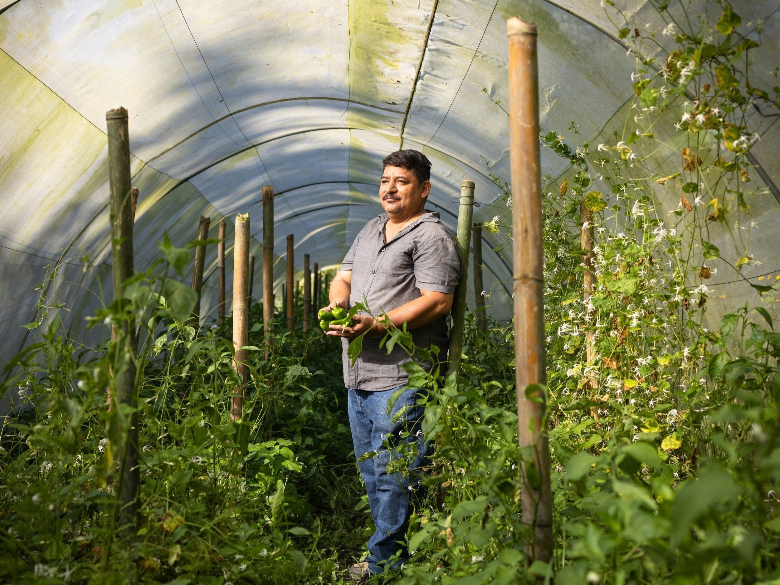  Walter Gomez picks peppers inside a greenhouse at EcoCentro.  