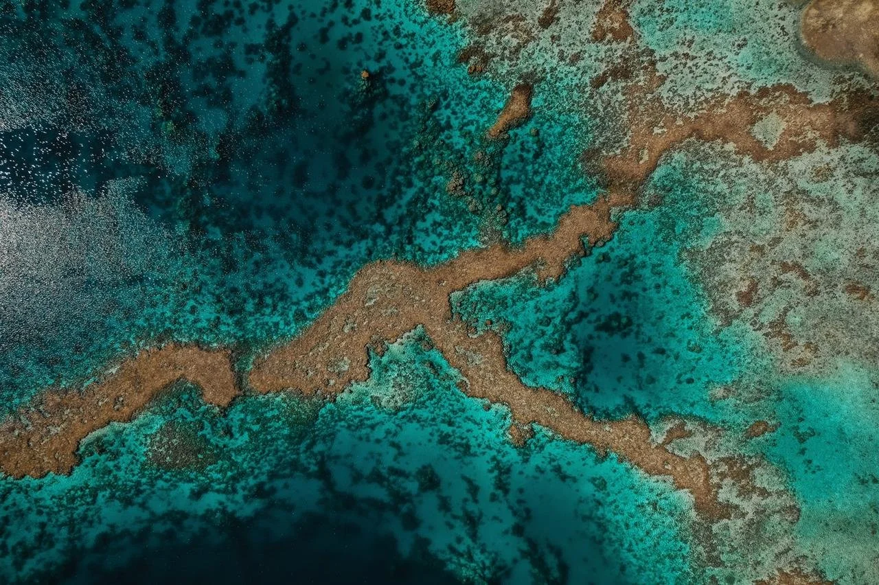 Te Ara o te Akau: The Meaning Behind the Reef