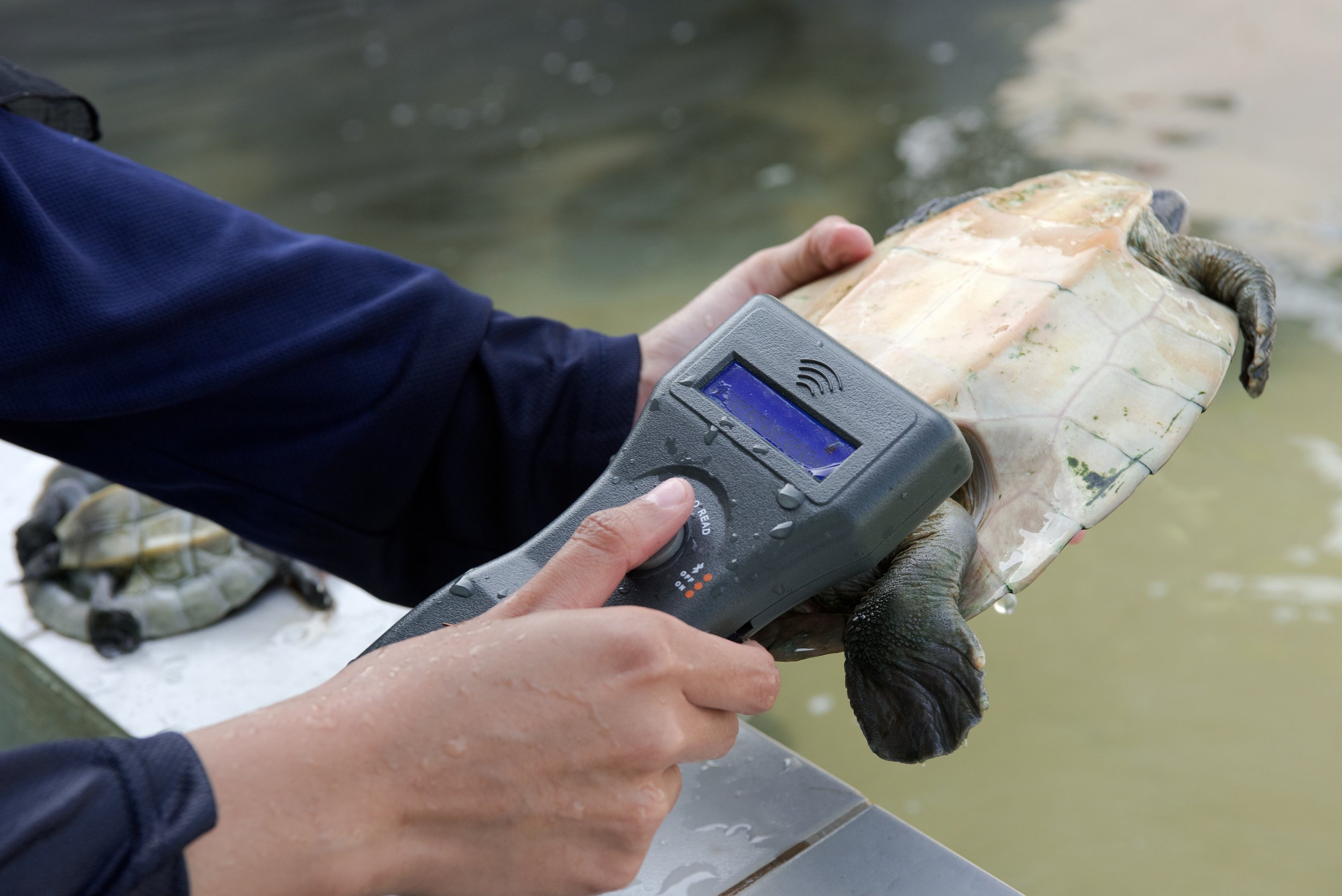 An intern is scanning a young terrapin before it is released into the wild.