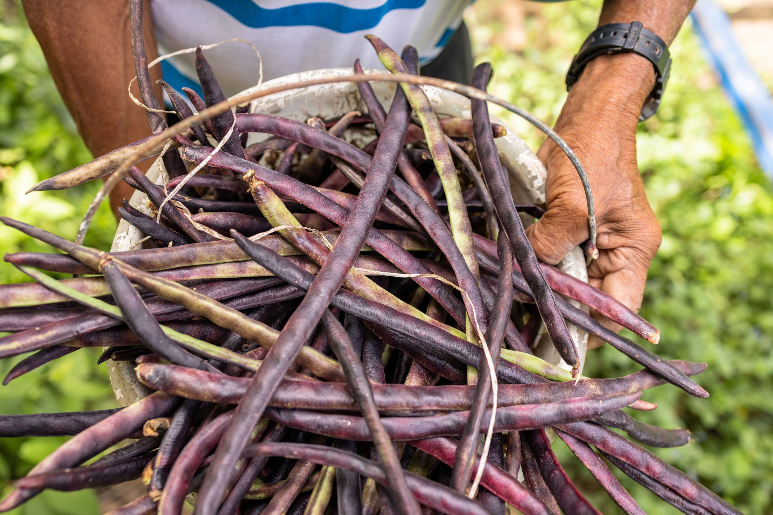 Close up of bean pods in a bucket carried by a farmer in Santo Tomas.