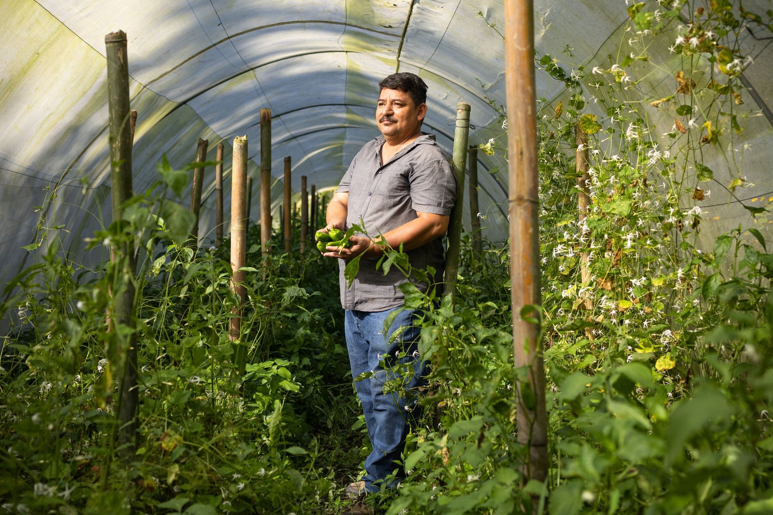Walter Gomez picks peppers inside a greenhouse at EcoCentro.