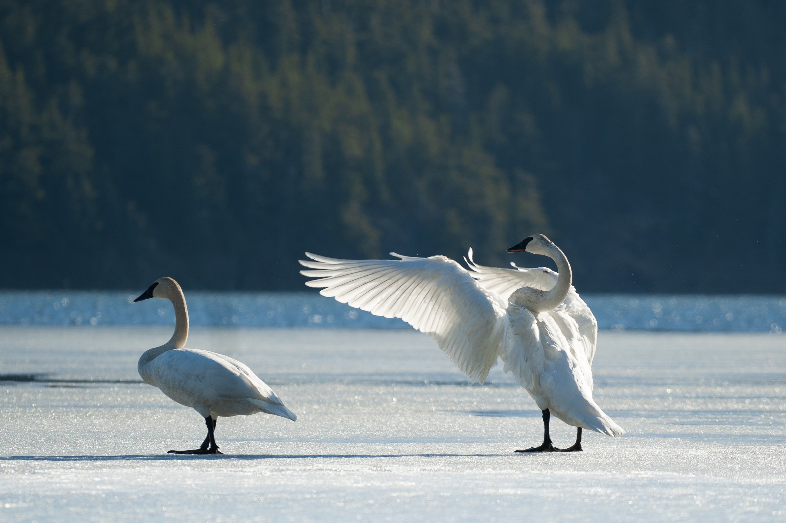 Swans walking on the frozen-over Eyak Lake.