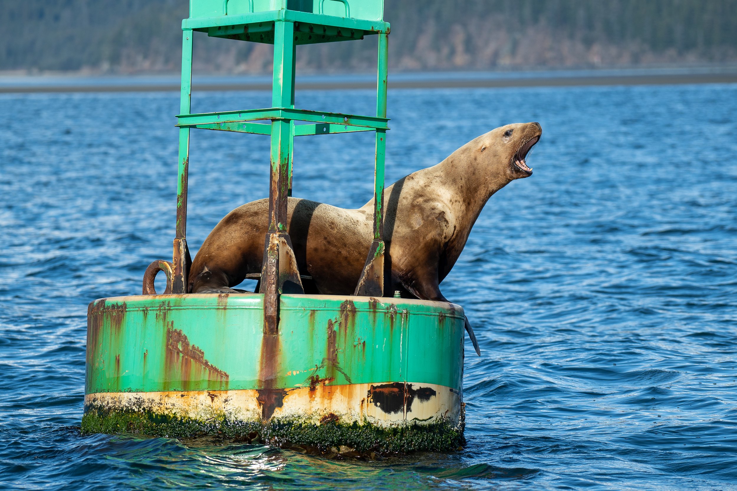 A sea lion barks out from a buoy as Native Conservancy team sets out on the Noktaluka to their first ever kelp harvest. 