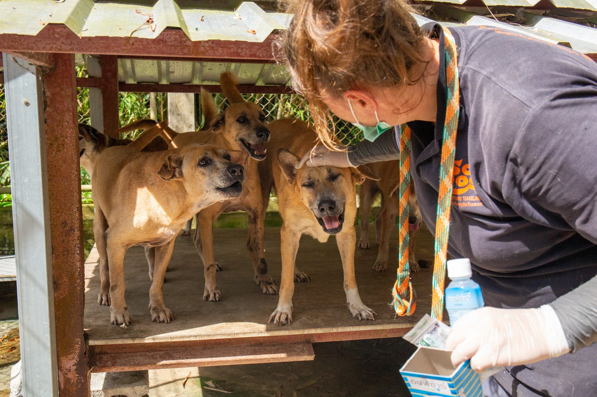 Regina Telbisz taking a moment to pet some of the dogs at the Phuket Dog Shelter. She is there to check on and treat other dogs.